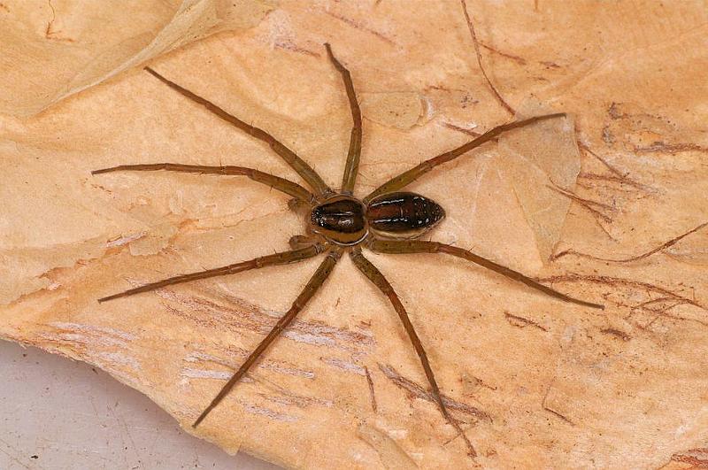 Dolomedes_instabilis_D7970_Z_88_North Stradbroke island_Australie.jpg